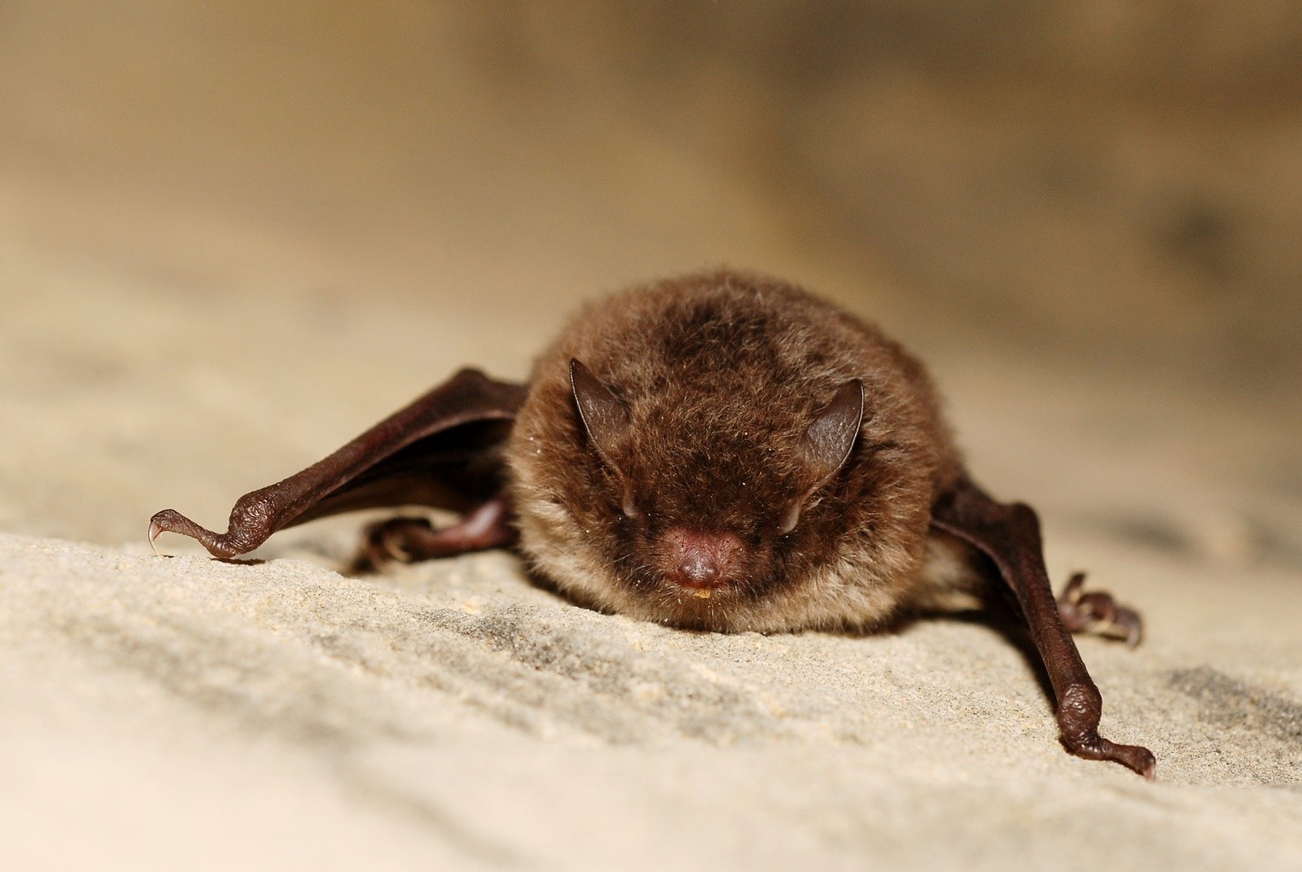 Bat