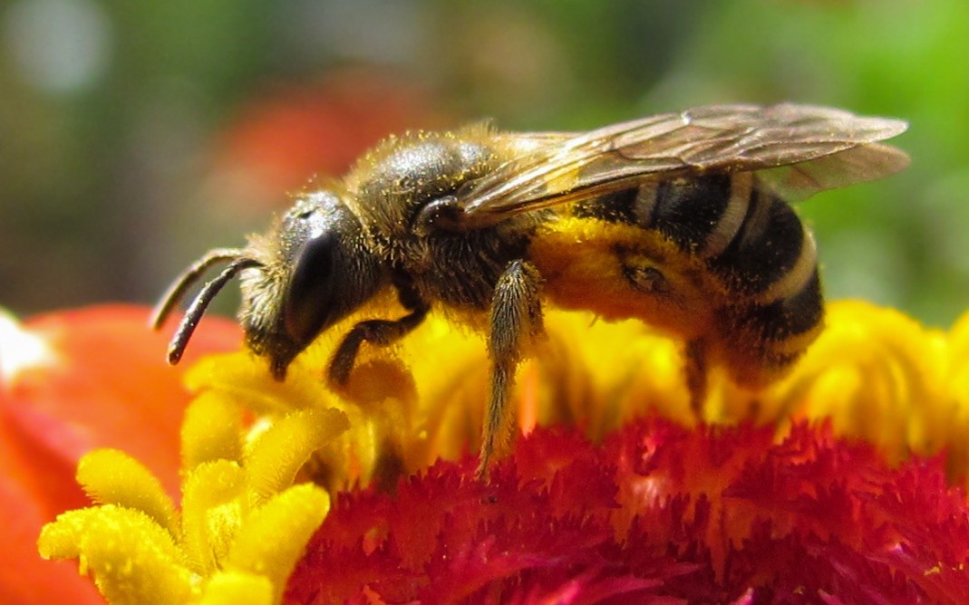 Bee