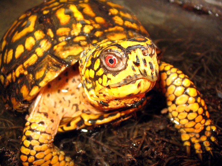 Common Box Turtle