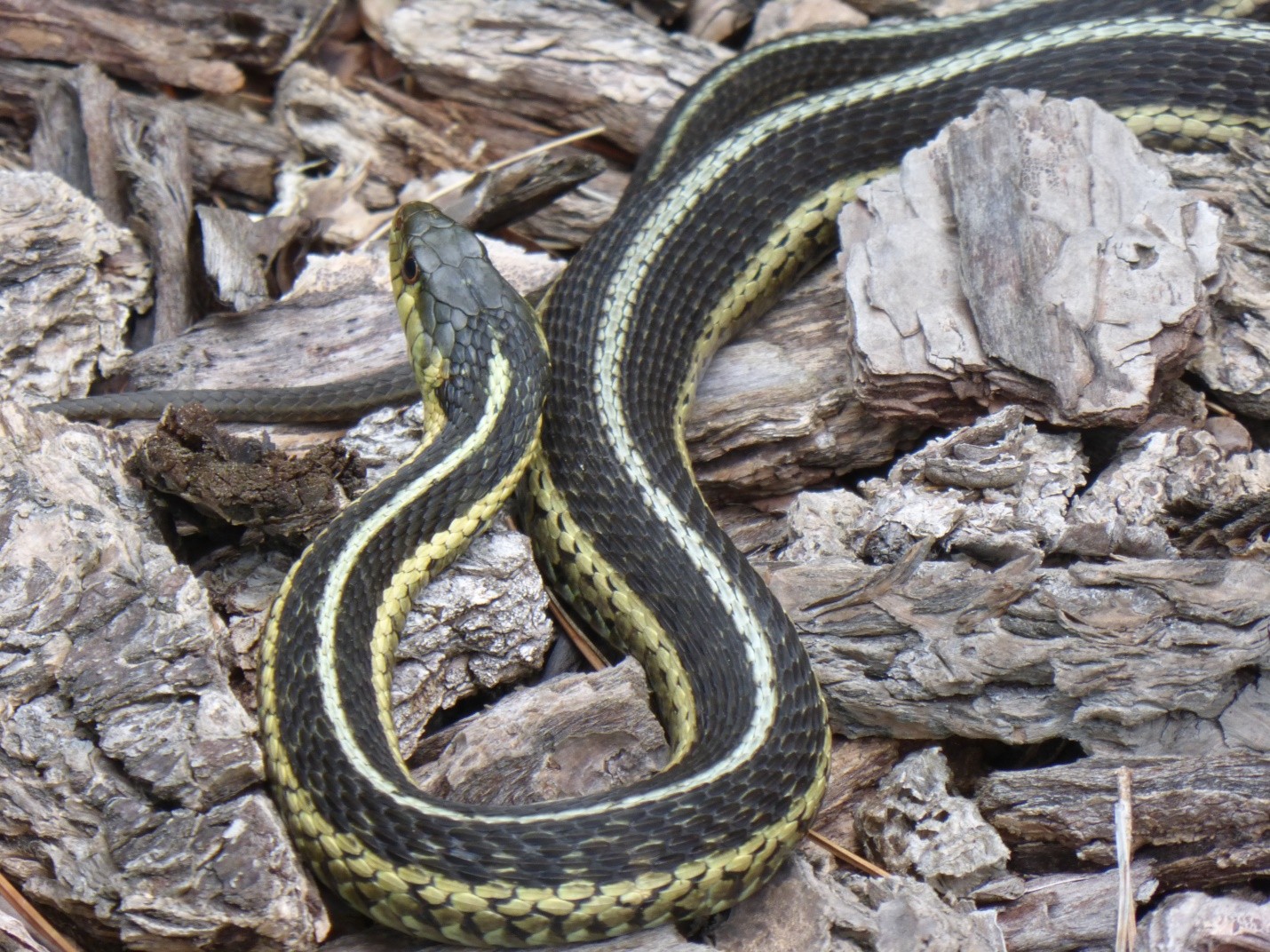 Garter Snake