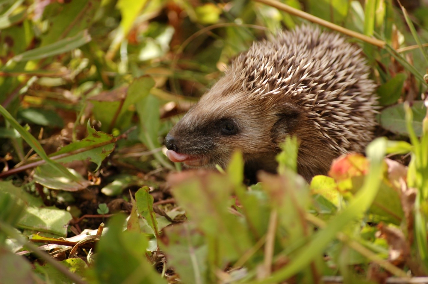 Hedgehog