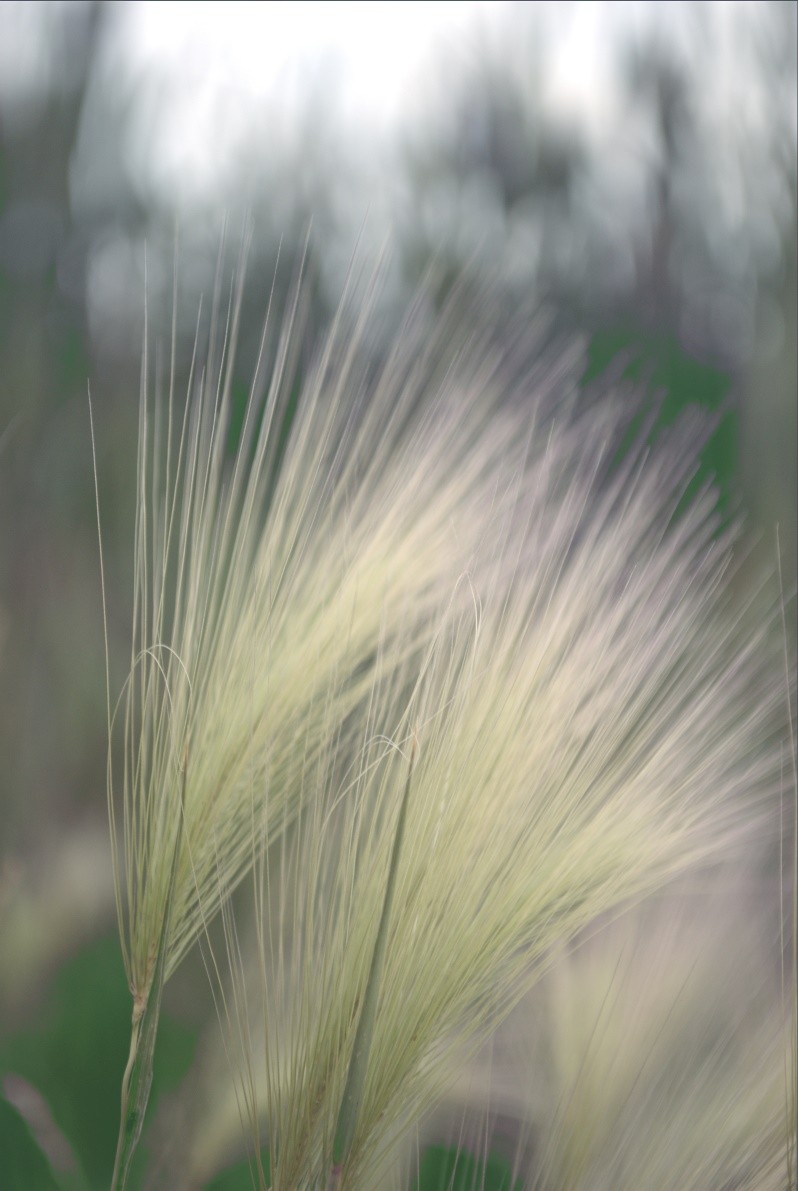 Foxtail