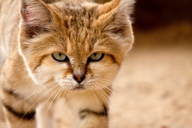 Sand cats are very sensitive to sound