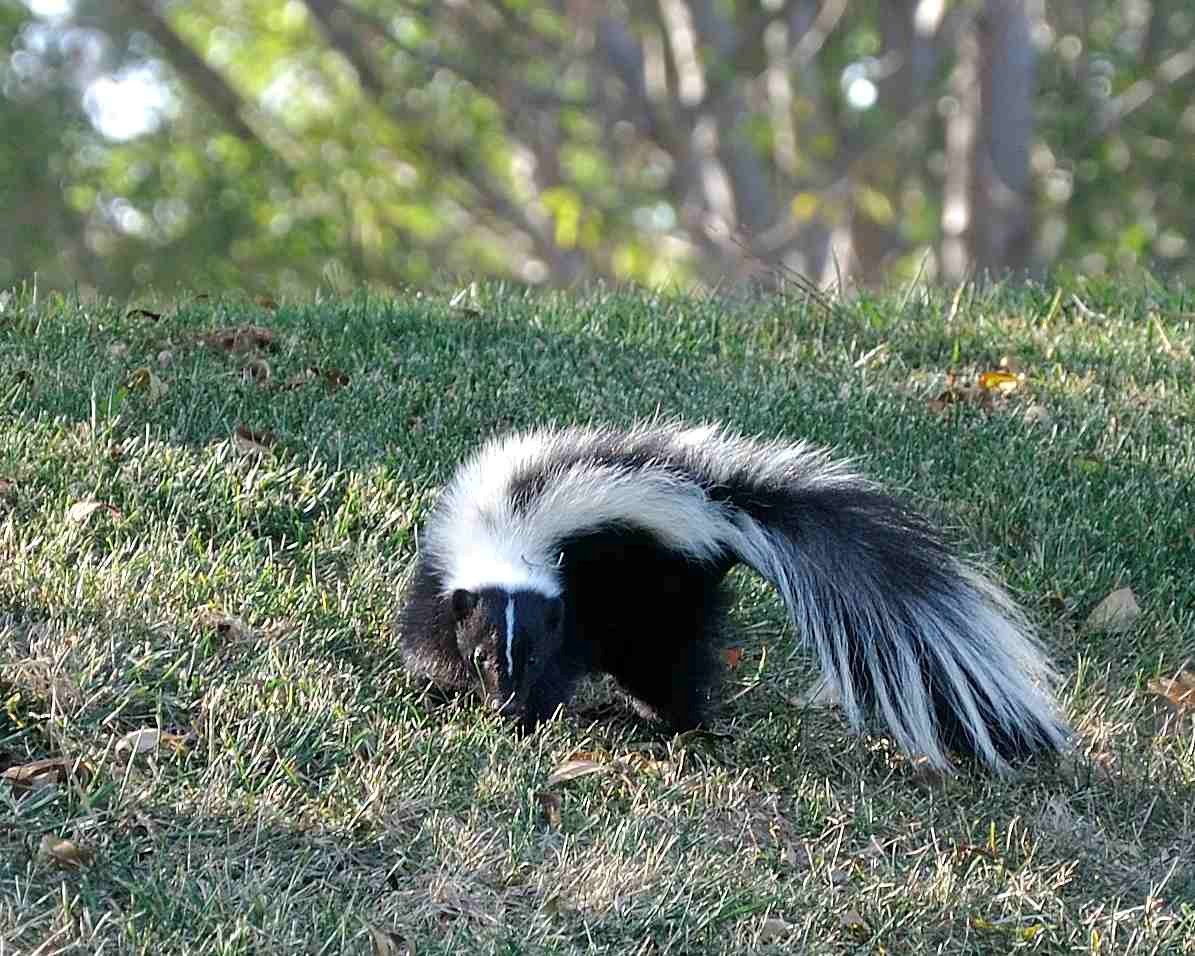 Skunk