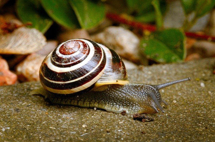 Snails