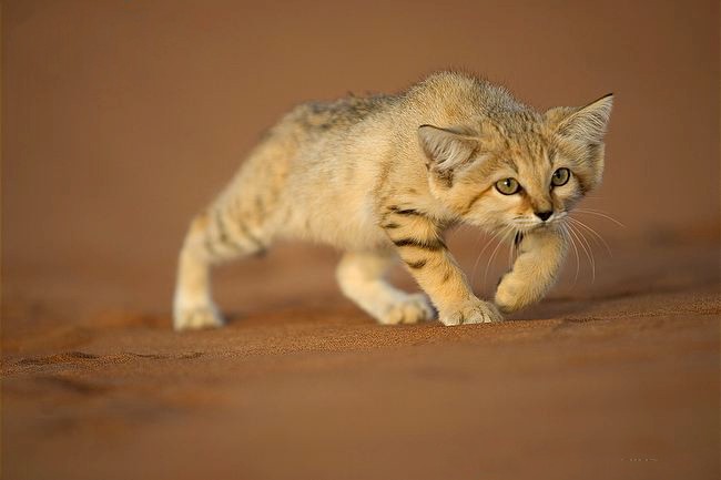 They have a unique way of surviving the desert.