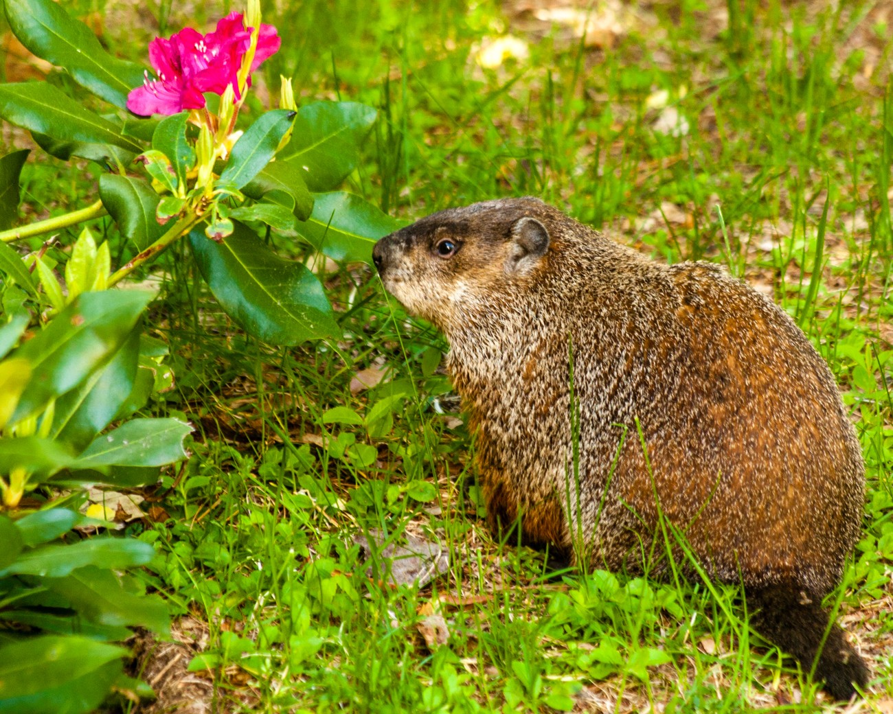 Woodchuck