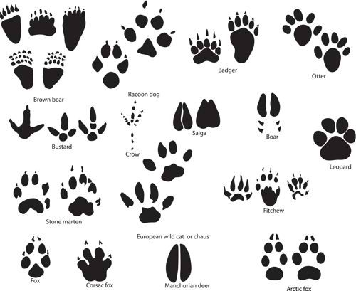 check-these-10-paw-print-tattoo-ideas-you-might-like-to-have-for-your-next-tat