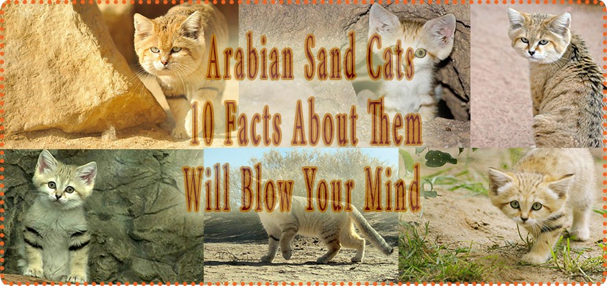 Arabian Sand Cats Look Like Any Other Cats but These 10 Facts about Them Will Blow Your Mind