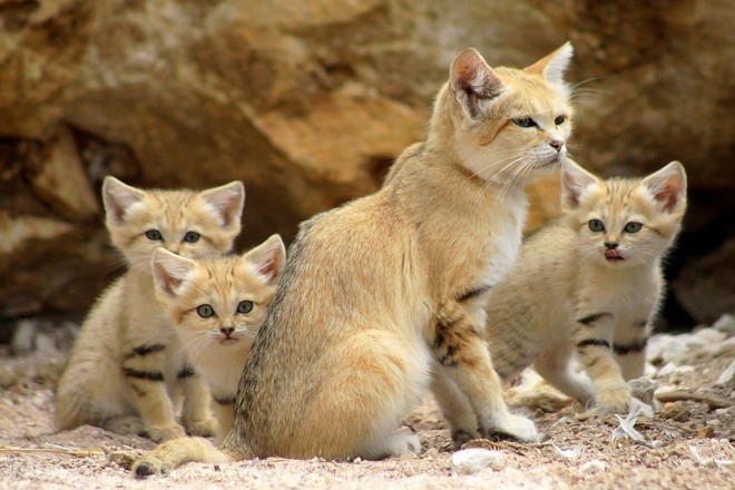 Sand cats have similarities with domestic cats