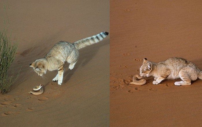 These Arabian sand cats are really tough